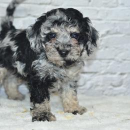 Scarlette - Merle female Cockapoo puppy in Moulton, Iowa from Shondel Puppy Paws