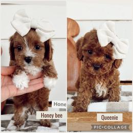 Queenie - Red female Cavapoo puppy in Mesa, Arizona from Pedersendoodles