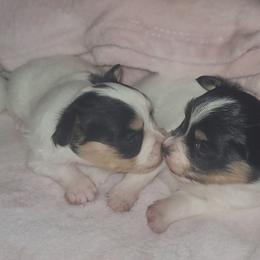 Girl 3 - White black and tan female Papillon puppy in Florida from Tammy's Papillon Playpen