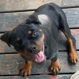 Carmen - Black and mahogany female Rottweiler puppy in Industry, Illinois from KDKs Kennels