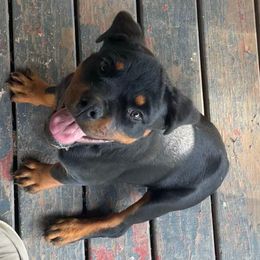 Carmen - Black and mahogany female Rottweiler puppy in Industry, Illinois from KDKs Kennels