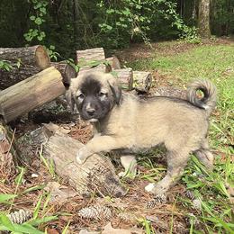 Zara - Fawn female Anatolian Shepherd Dog puppy in La Grange, Georgia from Florida Anatolian Shepherds