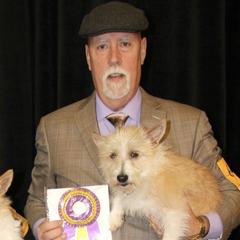 Portuguese Podengo Pequenos from PhaerErin