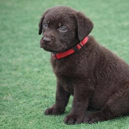 Reef - Chocolate male Labrador Retriever puppy in Morriston, Florida from Penny Lane Labradors