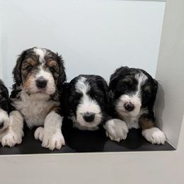 Bernedoodle puppies from Harpers Ferry Doodles