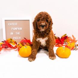 Pancake - Red  female Goldendoodle puppy in Kissimmee, Florida from Poodle Doodle Kennels