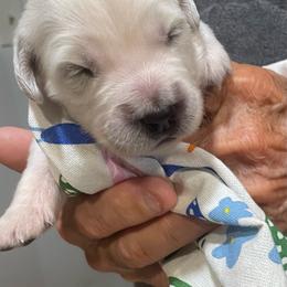 Lola - Light golden female Golden Retriever puppy in Ennis, Texas from Amberidge Golden Retrievers