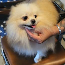 Pomeranians from House of Puppies