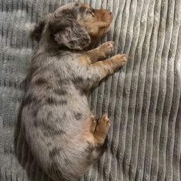 Kenny - 3200 - Dapple male Dachshund puppy in Knoxville, Tennessee from East TN Dachshunds