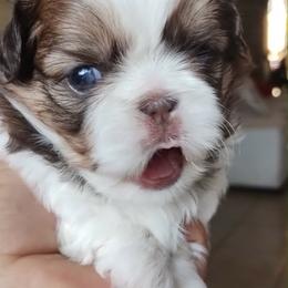 Chloe - Brindle and white female Shih Tzu puppy in Azusa, California from RJ Shih Tzu lover