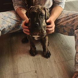 Brindle girl - Brindle female Great Dane puppy in Westland, Georgia from Black Tie Danes