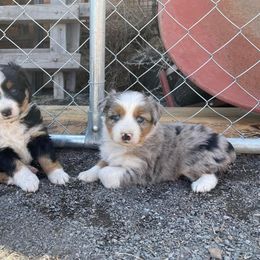 Miniature Australian Shepherd Puppies from Strawberry Mountain Mini Aussies