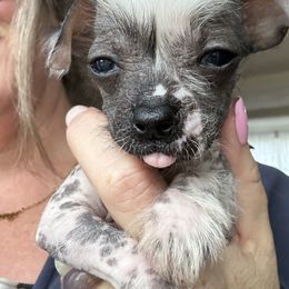 Very hairless - White and black male Chinese Crested puppy in Capac, Michigan from Puddles Palace Puppies