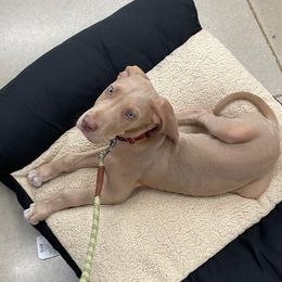 Great Dane Puppies from Reagan’s Danes