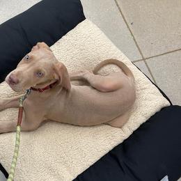 Great Dane Puppies from Reagan’s Danes