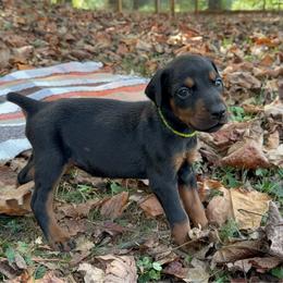 Ansley - Black and rust female Doberman Pinscher puppy in Toney, Alabama from Bhon Mhuir Dobermanns