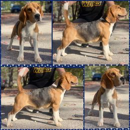 Beagle, Cardigan Welsh Corgi, and Pembroke Welsh Corgi All Grown Up from SM Corgis