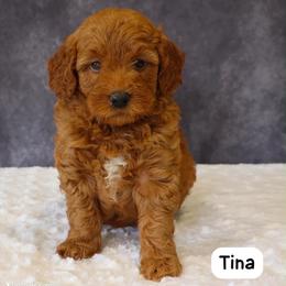 Tina - Red  female Goldendoodle puppy in Mint Hill, North Carolina from DoodleForever