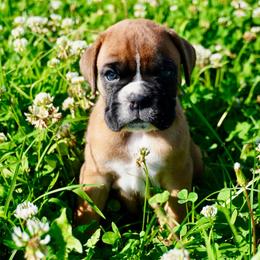 Gretchen - Fawn female Boxer puppy in Russellville, Missouri from Soaring Royalty Canines LLC