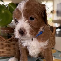 Boggle - Apricot female Goldendoodle puppy in Gilbert, Arizona from DogHouse Doodles