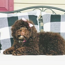 Australian Labradoodle, Cavapoo, and Goldendoodle Puppies from Deer Creek Labradoodles