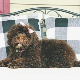 Australian Labradoodle, Cavapoo, and Goldendoodle Puppies from Deer Creek Labradoodles