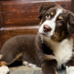 Mars - Red tri-color Australian Shepherd puppy in Yelm, Washington from Country Rose Australian Shepherds