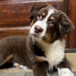 Mars - Red tri-color Australian Shepherd puppy in Yelm, Washington from Country Rose Australian Shepherds