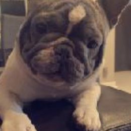 French Bulldogs from Corrill Family Frenchies