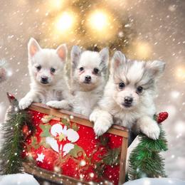 Twinkle - Gray and white female Pomsky puppy in La Verne, California from Red Cedar Pomskies