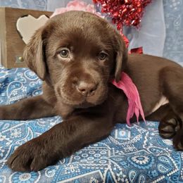 Labrador Retriever Puppies from Silver Birch Labrador Retrievers