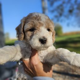 Tilly - Parti female Goldendoodle puppy in Forest, Ohio from Mini Doodle Buddies