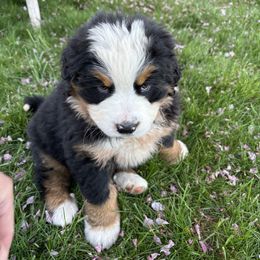Girl 2 - Tri-color Bernese Mountain Dog puppy in Fort Jones, California from Acorn Hill Bernese