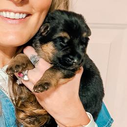 1st Pick Female - Black and red female German Shepherd puppy in Blackfoot, Idaho from Sand Hill Shepherds & Setters