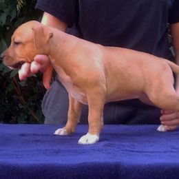 American Staffordshire Terrier Puppies from GrinNation Noble Am Staffs