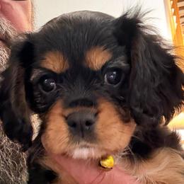 Raelyn - Black and tan female Cavalier King Charles Spaniel puppy in Kirksville, Missouri from Royal Country Cavaliers of Missouri