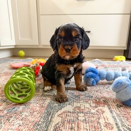 Wasabi - Black and tan female Cavapoo puppy in Beresford, South Dakota from DAKOTA DOOD RANCH