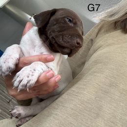 German Shorthaired Pointer Puppies from Golden pointers
