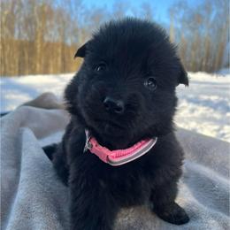 Pink DL - Black female German Shepherd puppy in Terra Alta, West Virginia from Shepherd Country Farm and Kennels