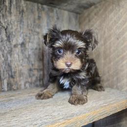 Enzo - Chocolate and tan male Yorkshire Terrier puppy in Mountain Grove, Missouri from Precious Puppies