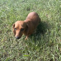 Chloe - Dachshund