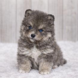 Summit - Blue male Pomsky puppy in Coos Bay, Oregon from Ocean View Pomskies