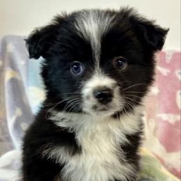 Henna - Black & white female Miniature Australian Shepherd puppy in Mount Airy, Georgia from North Georgia Gems