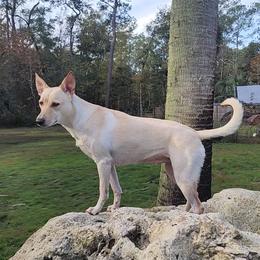 Star - Carolina Dog