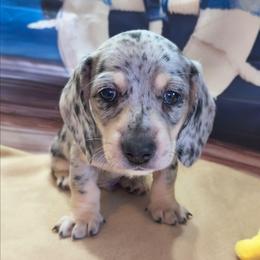 Dapper Dude - Dapple male Dachshund puppy in Grove, Oklahoma from Dachs on the lake