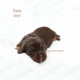 Twix - Chocolate male Australian Labradoodle puppy in Hurricane, Utah from Red Desert Doodles