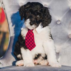 Bordoodle Puppies from 2J 2K Bordoodles LLC