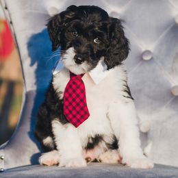 Bordoodle Puppies from 2J 2K Bordoodles LLC