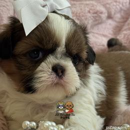 Skye - Tricolor female Shih Tzu puppy in Walkertown, North Carolina from Lil’ Bit’s Shih Tzu