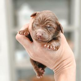 Kiss - Chocolate female Goldendoodle puppy in Punta Gorda, Florida from Transformation Acres Goldendoodle